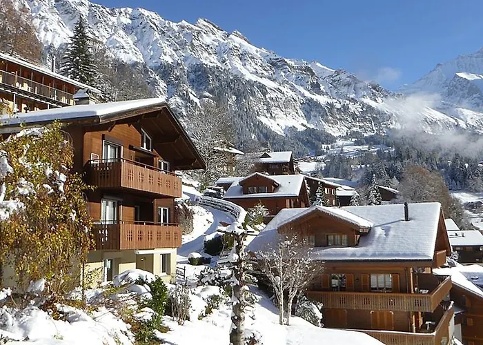 Gerbera Βένγκεν